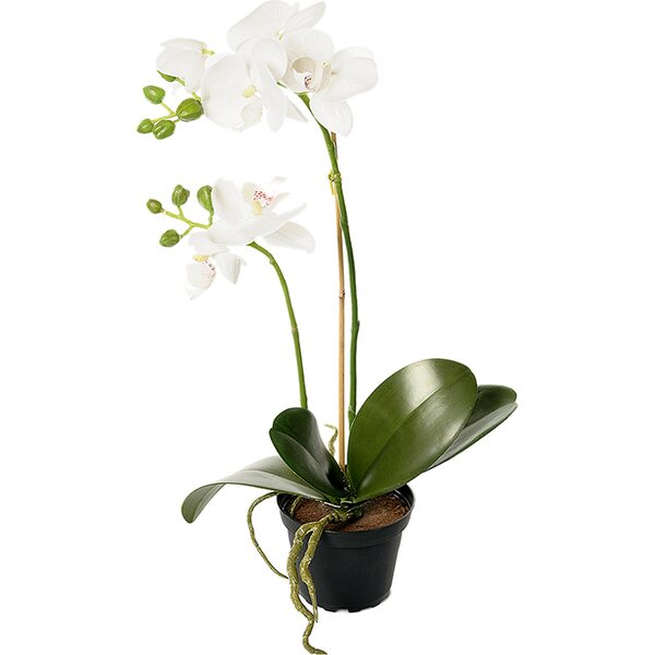 Mr. Plant Orkidea
