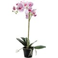 Mr. Plant iso orkidea Valkoinen /Fuksia