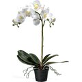Mr. Plant iso orkidea Valkoinen
