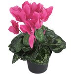 Mr. Plant cyclamen in a pot ピンク