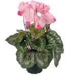 Mr. Plant cyclamen in a pot ピンク