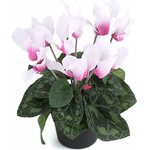 Mr. Plant cyclamen in a pot 白
