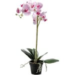 Mr. Plant iso orkidea 白 /フクシャ色