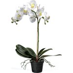 Mr. Plant iso orkidea 白