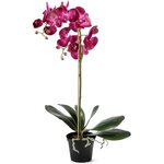 Mr. Plant iso orkidea フクシャ色