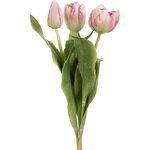Mr. Plant tulppaani, kolmen sarja Pinkkireunainen