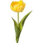 Mr. Plant tulppaani Keltainen