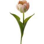 Mr. Plant tulppaani Vaalea