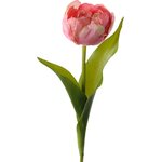 Mr. Plant tulppaani Vaaleanpunainen