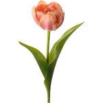 Mr. Plant tulppaani Vaaleanpunaoranssi