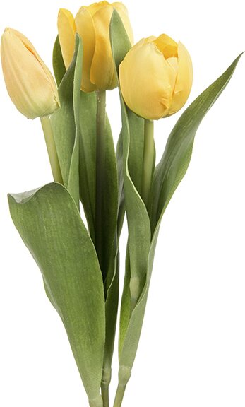 Mr. Plant tulppaani, kolmen sarja Yellow