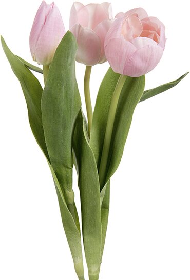 Mr. Plant tulppaani, kolmen sarja Pink