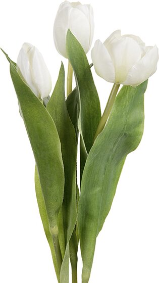 Mr. Plant tulppaani, kolmen sarja White