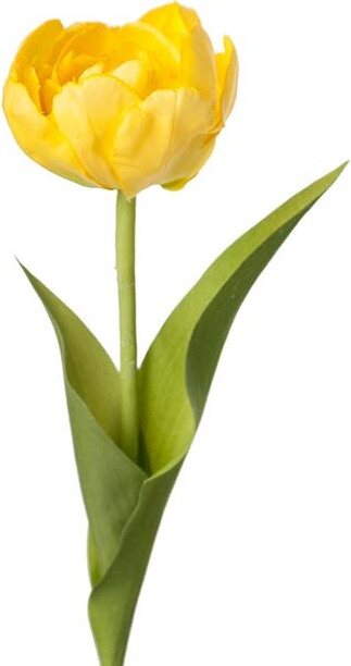 Mr. Plant tulppaani Sárga