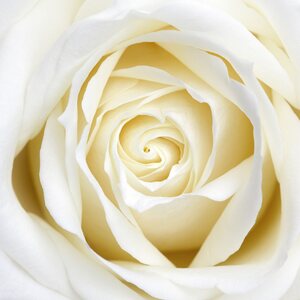 Sköna ting pieni valkoinen ruusu onnittelukortti