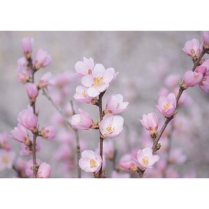 Sköna ting onnittelukortti kirsikankukilla