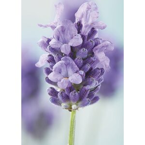 Sköna ting onnittelukortti laventelin kuvalla