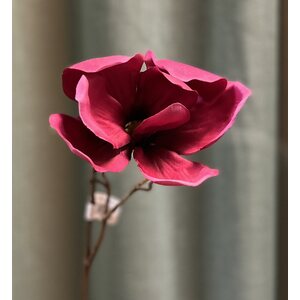 Mr. Plant Темный vadelmanpunainen magnolia