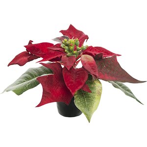 Mr. Plant punainen mini joulutähti ruukussa