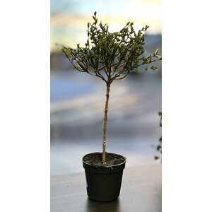 Mr. Plant pieni puu ruukussa, kolme erilaista