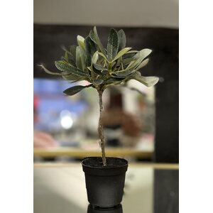 Mr. Plant pieni puu ruukussa, kolme erilaista