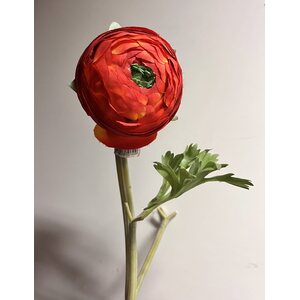 Mr. Plant oranssinsävyinen jaloleinikki, ranunculus
