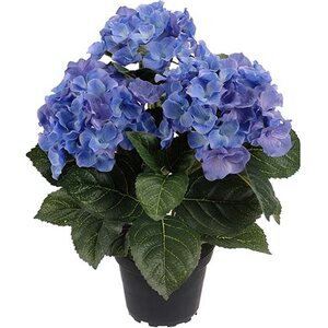 Mr. Plant sininen hortensia ruukussa