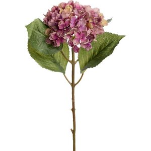 Mr. Plant liila hortensia