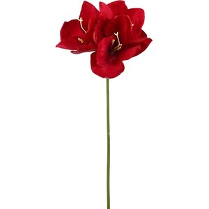 Mr. Plant punainen amaryllis oksa