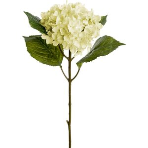 Mr. Plant hvid hortensia