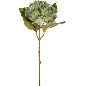 Mr. Plant pastellisävyinen hortensia