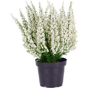 Mr. Plant Valkoinen kanerva ruukussa