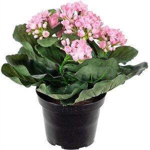 Mr. Plant tulilatva ruukussa, kolme väriä