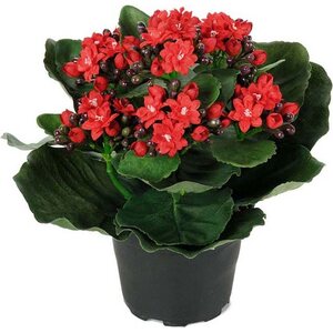 Mr. Plant tulilatva ruukussa, kolme väriä
