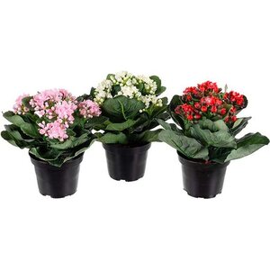 Mr. Plant tulilatva ruukussa, kolme väriä