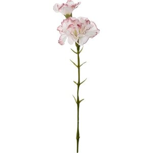 Mr. Plant valkoinen neilikka vaaleanpunaisella reunalla