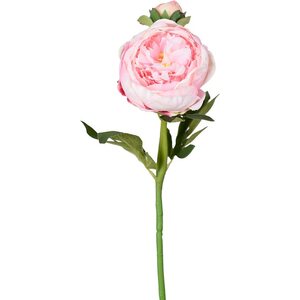 Mr. Plant rózsaszín Bazsarózsa, kukka ja nuppu