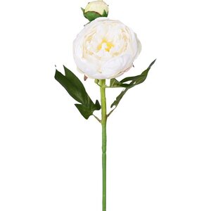 Mr. Plant blanco Peonía, kukka ja nuppu