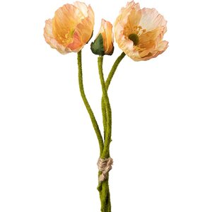 Mr. Plant persikanvärinen unikko, kaksi kukkaa ja nuppu