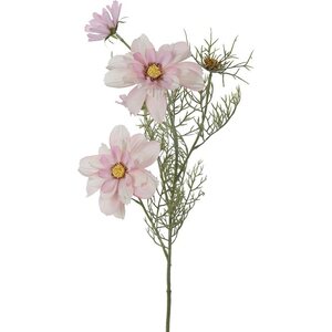 Mr. Plant vaaleanpunainen kosmoskukka