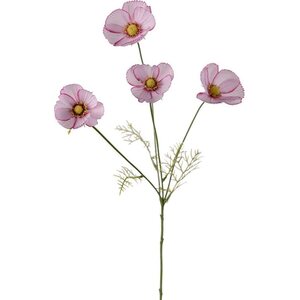 Mr. Plant pinkkireunainen pieni kosmoskukka