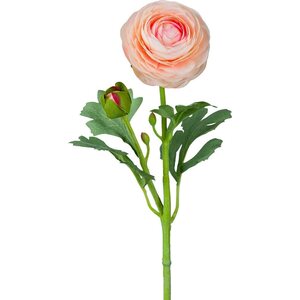 Mr. Plant persikanvärinen jaloleinikki, ranuncel