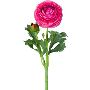 Mr. Plant Pinkki ranuncel, jaloleinikki