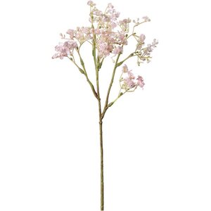 Mr. Plant rosa morsiushuntu kestokukka