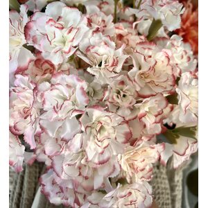 Mr. Plant valkoinen neilikka vaaleanpunaisella reunalla