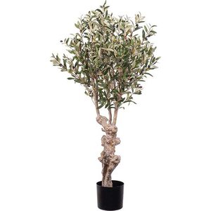 Mr. Plant oliivipuu 120 cm