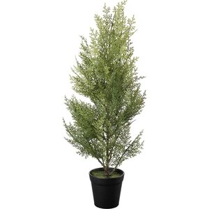 Mr. Plant sypressi ruukussa 65 cm