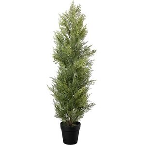 Mr. Plant sypressi ruukussa 90 cm