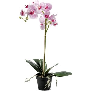 Mr. Plant iso orkidea