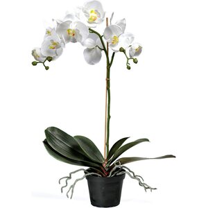 Mr. Plant iso orkidea